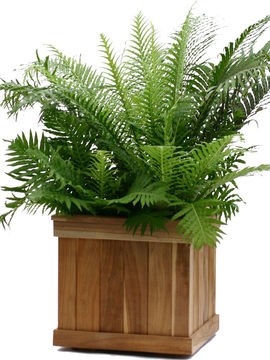 square-teak-tree-planter-box